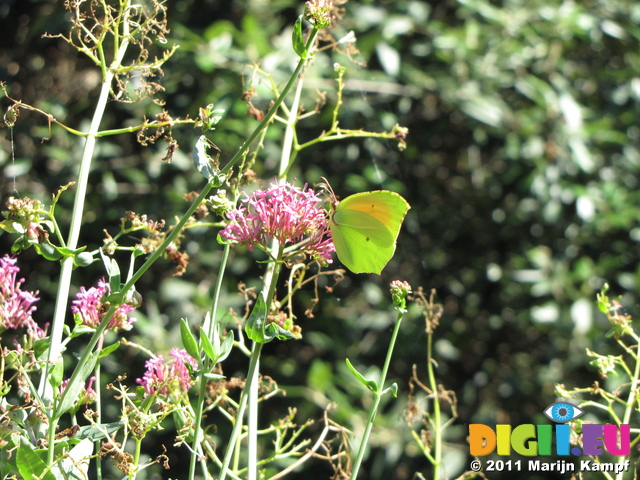 SX19685 Yellow butterfly on pink flower